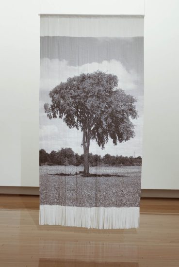 45˚37’58.20″ N, -74˚19’02.27″O (The Elm Tree 2)